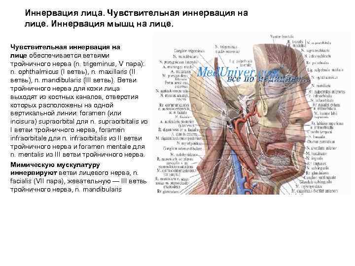 Иннервация лица. Чувствительная иннервация на лице. Иннервация мышц на лице. Чувствительная иннервация на лице