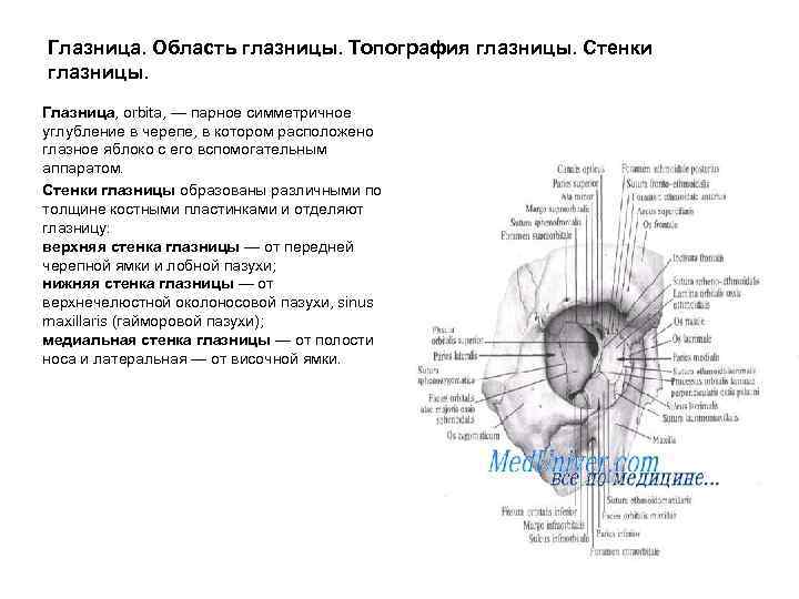 Сообщения глазницы