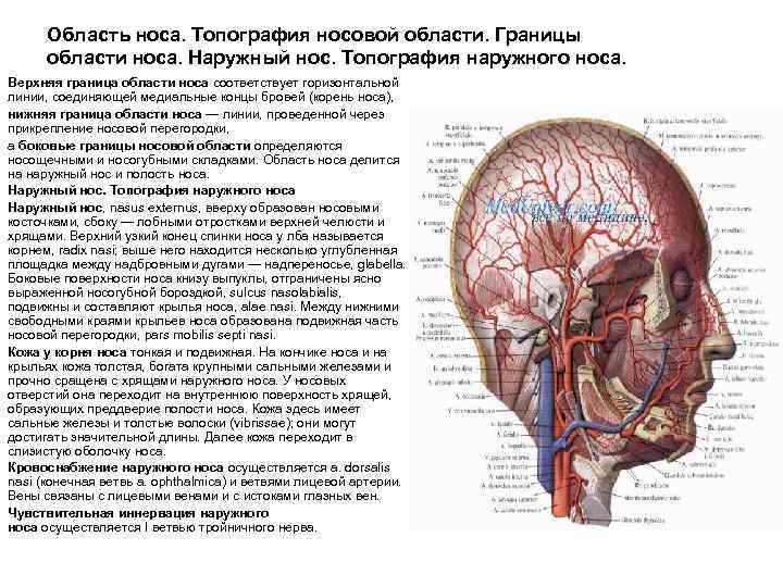 Область носа. Топография носовой области. Границы области носа. Наружный нос. Топография наружного носа. Верхняя