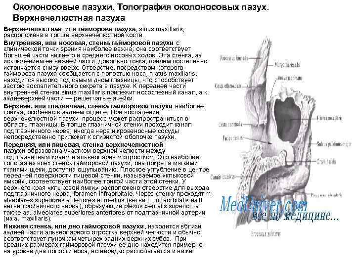 Околоносовые пазухи. Топография околоносовых пазух. Верхнечелюстная пазуха Верхнечелюстная, или гайморова пазуха, sinus maxillaris, расположена