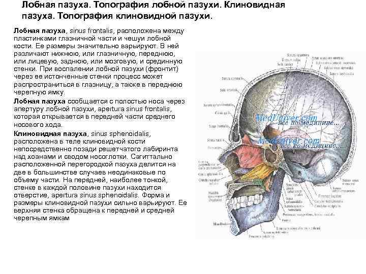 Лобная пазуха. Топография лобной пазухи. Клиновидная пазуха. Топография клиновидной пазухи. Лобная пазуха, sinus frontalis,