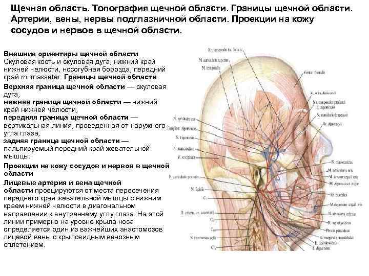 Щечная область. Топография щечной области. Границы щечной области. Артерии, вены, нервы подглазничной области. Проекции