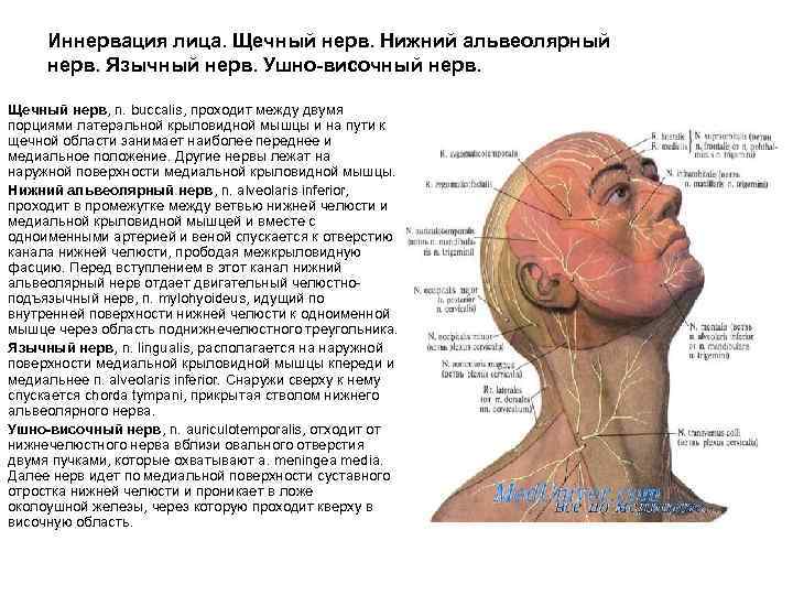 Теменная зона на голове фото