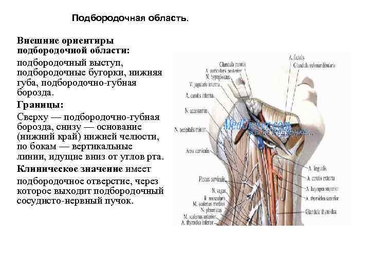 Подбородочная область. Внешние ориентиры подбородочной области: подбородочный выступ, подбородочные бугорки, нижняя губа, подбородочно-губная борозда.