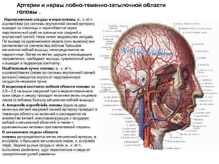 Теменная область головы фото