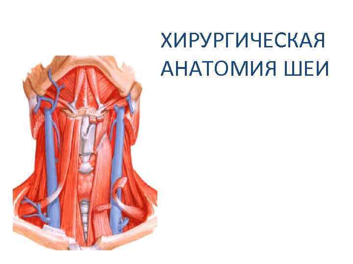 ХИРУРГИЧЕСКАЯ АНАТОМИЯ ШЕИ 