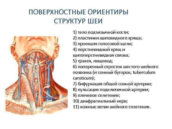 ПОВЕРХНОСТНЫЕ ОРИЕНТИРЫ СТРУКТУР ШЕИ 1) тело подъязычной кости; 2) пластинки щитовидного хряща; 3) проекция