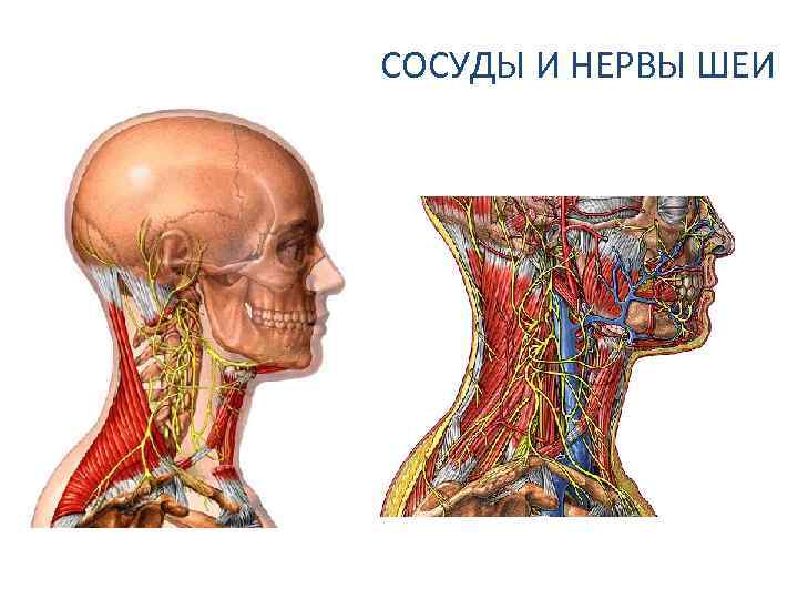 СОСУДЫ И НЕРВЫ ШЕИ 