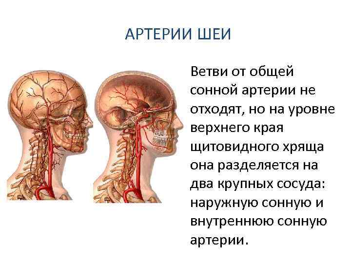 АРТЕРИИ ШЕИ Ветви от общей сонной артерии не отходят, но на уровне верхнего края