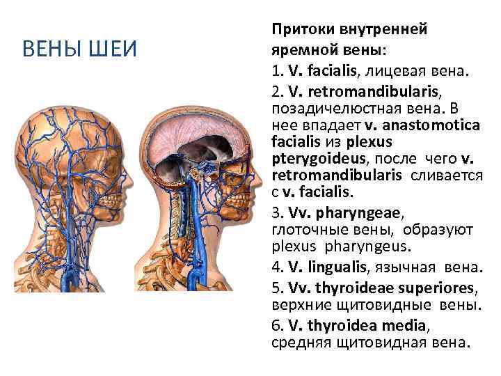 Яремная вена на шее фото