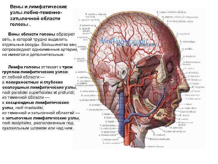 Вены и лимфатические узлы лобно-теменнозатылочной области головы. Вены области головы образуют сеть, в которой