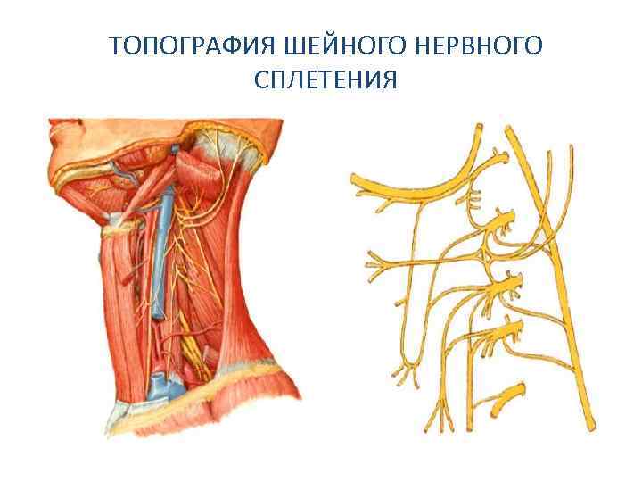 Глубокая шейная петля. Шейное сплетение анатомия топография. Шейная петля топография. Топография шейного нервного сплетения. Шейное сплетение топографическая анатомия.