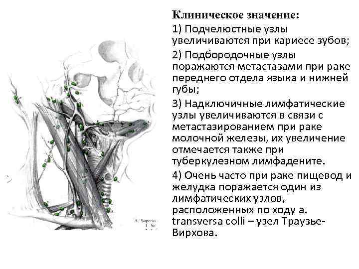 Клиническое значение: 1) Подчелюстные узлы увеличиваются при кариесе зубов; 2) Подбородочные узлы поражаются метастазами