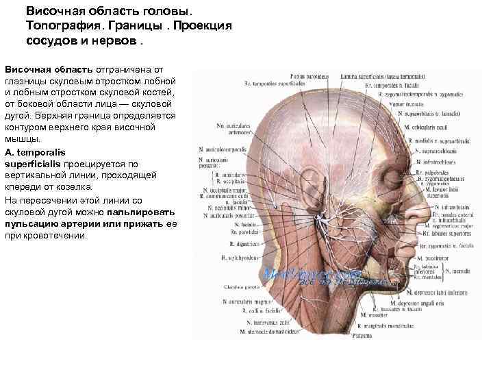 Височная область головы. Топография. Границы. Проекция сосудов и нервов. Височная область отграничена от глазницы