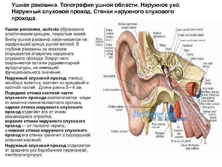 Ушная раковина. Топография ушной области. Наружное ухо. Наружный слуховой проход. Стенки наружного слухового прохода.