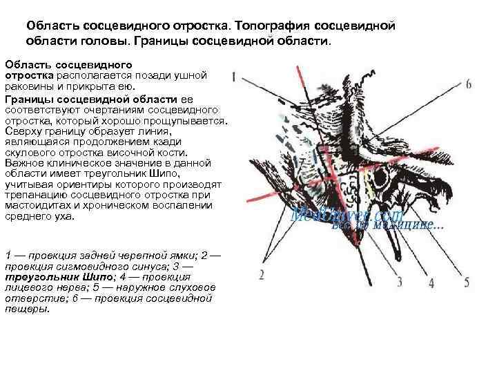 Область сосцевидного отростка. Топография сосцевидной области головы. Границы сосцевидной области. Область сосцевидного отростка располагается