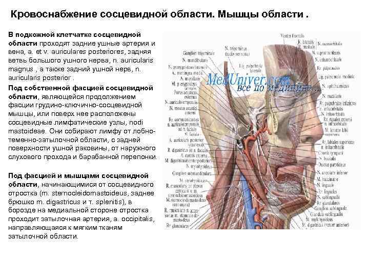 Кровоснабжение сосцевидной области. Мышцы области. В подкожной клетчатке сосцевидной области проходят задние ушные артерия