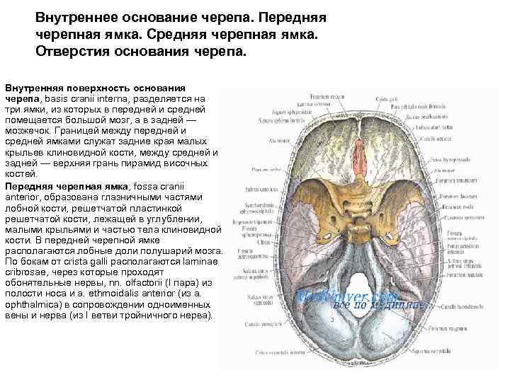 Внутреннее основание черепа. Передняя черепная ямка. Средняя черепная ямка. Отверстия основания черепа. Внутренняя поверхность