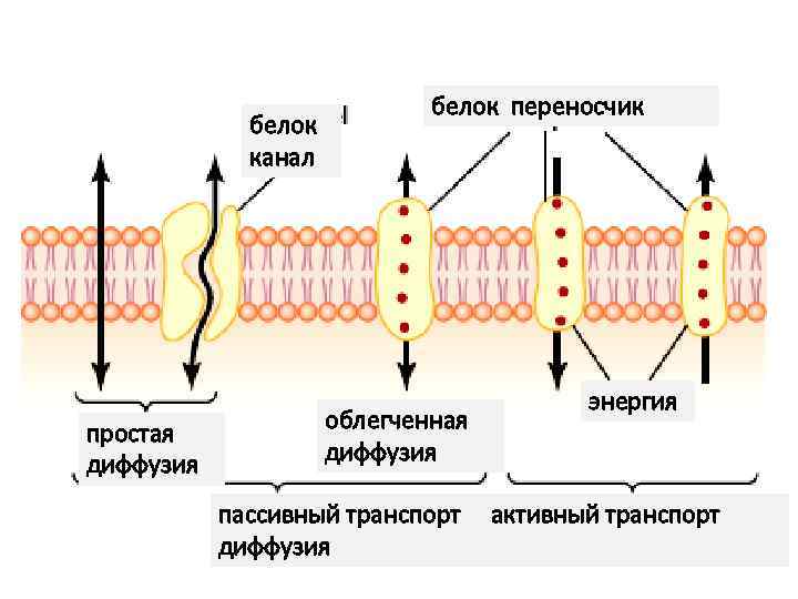 белок канал простая диффузия белок переносчик облегченная диффузия энергия пассивный транспорт активный транспорт диффузия