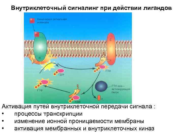 Внутриклеточный сигналинг при действии лигандов Активация путей внутриклеточной передачи сигнала : • процессы транскрипции