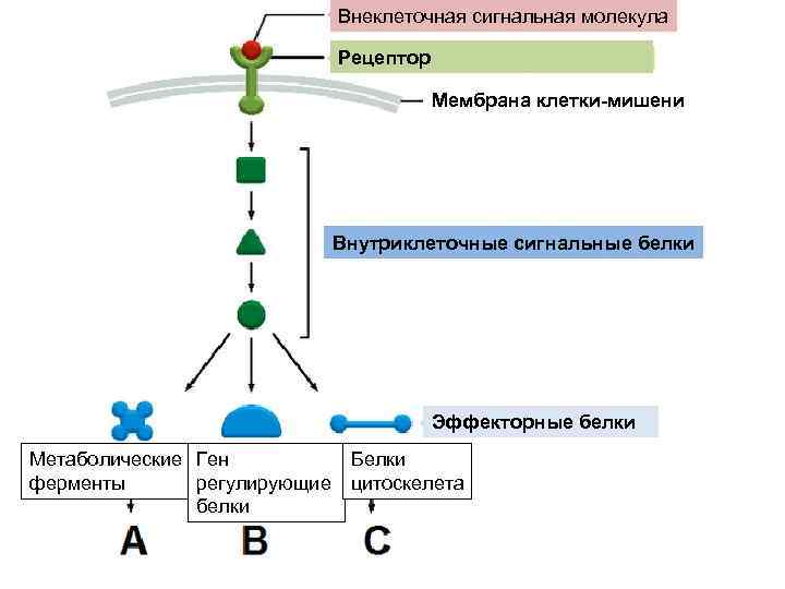 Внеклеточная сигнальная молекула Рецептор Мембрана клетки-мишени Внутриклеточные сигнальные белки Эффекторные белки Метаболические Ген Белки