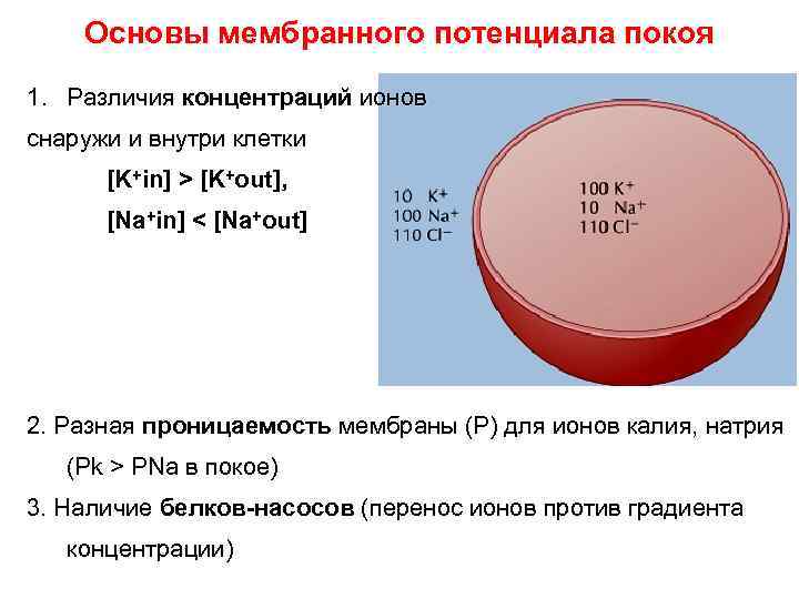 Основы мембранного потенциала покоя 1. Различия концентраций ионов снаружи и внутри клетки [K+in] >