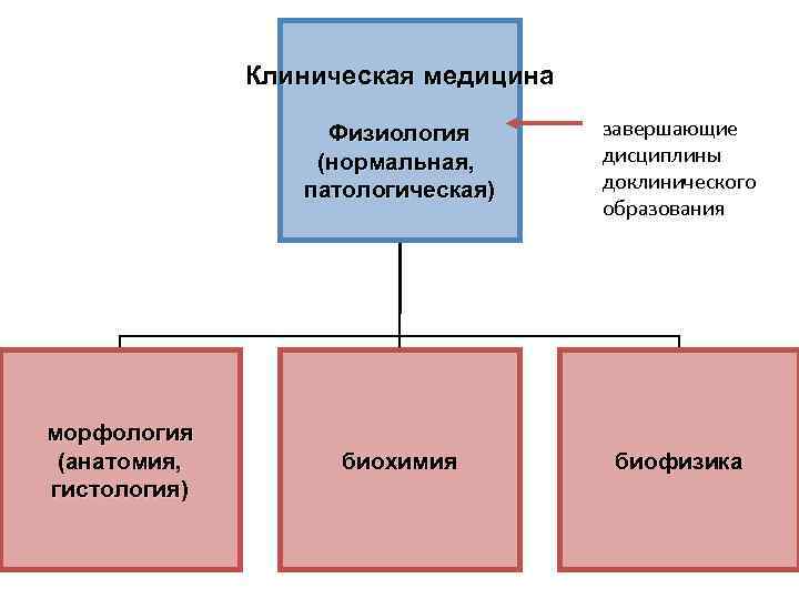 Клиническая медицина Физиология (нормальная, патологическая) морфология (анатомия, гистология) завершающие дисциплины доклинического образования биохимия биофизика