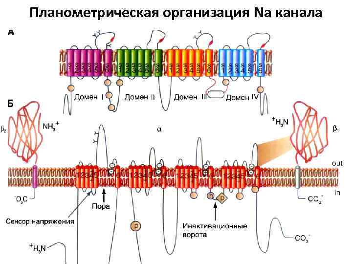 Планометрическая организация Na канала 