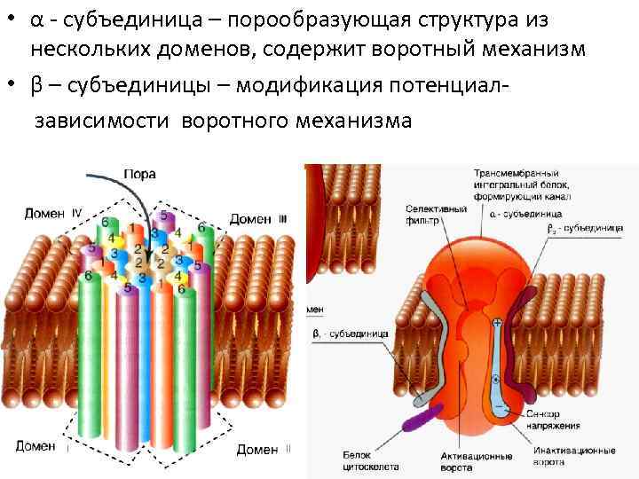  • α - субъединица – порообразующая структура из нескольких доменов, содержит воротный механизм