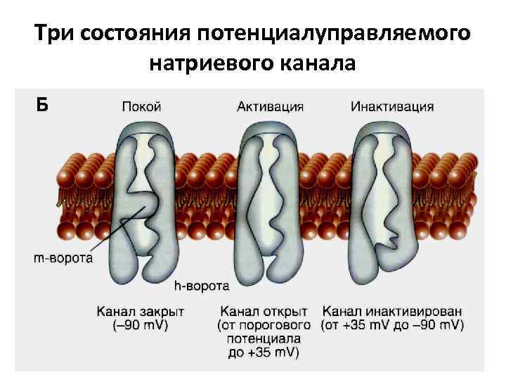 Три состояния потенциалуправляемого натриевого канала 