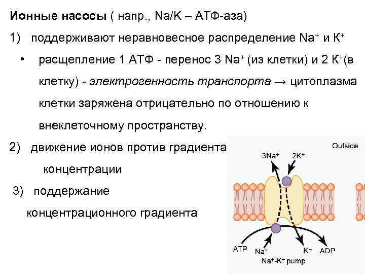 Ионные насосы ( напр. , Na/K – АТФ-аза) 1) поддерживают неравновесное распределение Na+ и