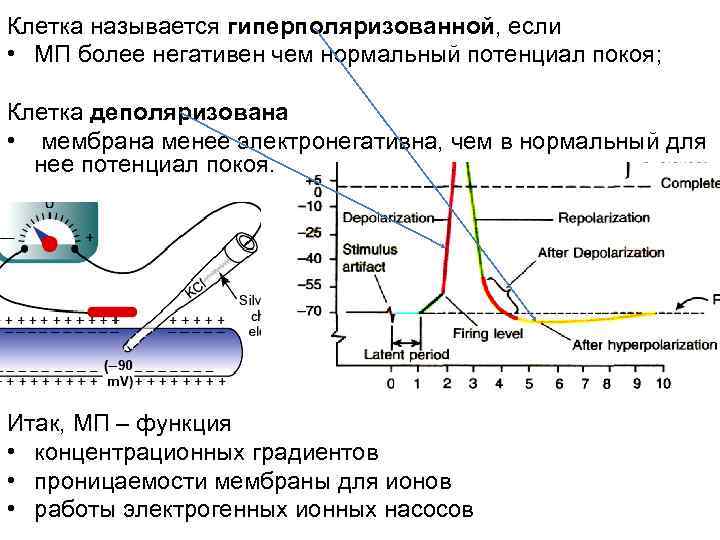 Клетка называется гиперполяризованной, если • МП более негативен чем нормальный потенциал покоя; Клетка деполяризована