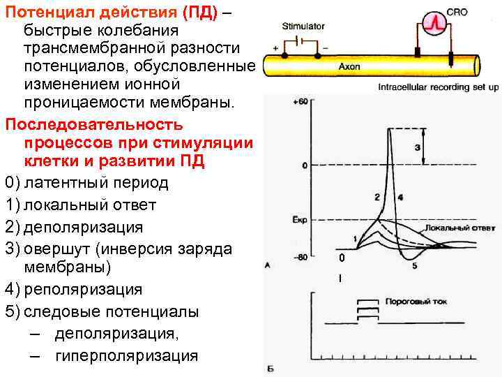 Физиология возбудимых тканей изменение возбудимости ткани от интенсивности силы раздражителя схема