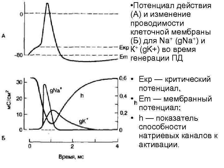  • Потенциал действия (А) и изменение проводимости клеточной мембраны (Б) для Na+ (g.
