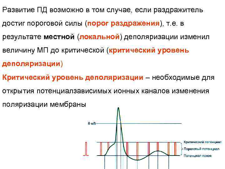 Развитие ПД возможно в том случае, если раздражитель достиг пороговой силы (порог раздражения), т.