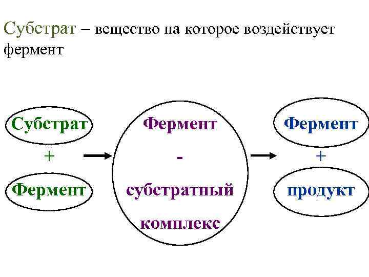 Субстрат – вещество на которое воздействует фермент Субстрат Фермент + - + Фермент субстратный