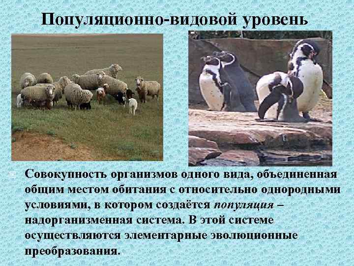 Популяционно-видовой уровень Совокупность организмов одного вида, объединенная общим местом обитания с относительно однородными условиями,