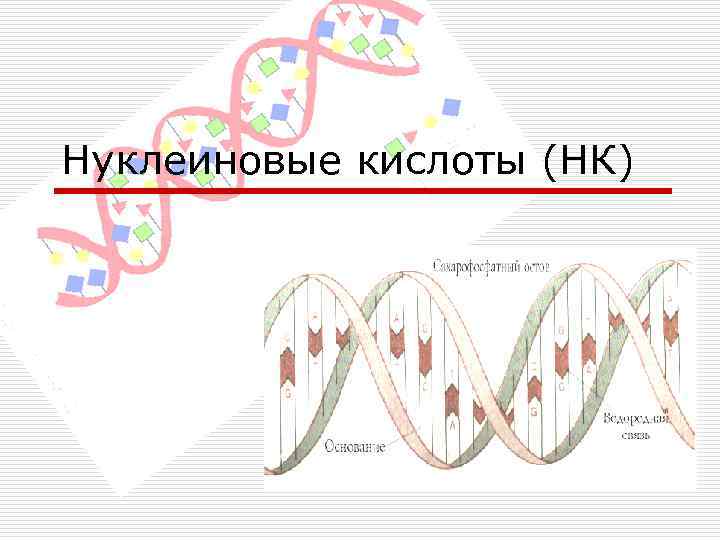 Нуклеиновые кислоты (НК) 