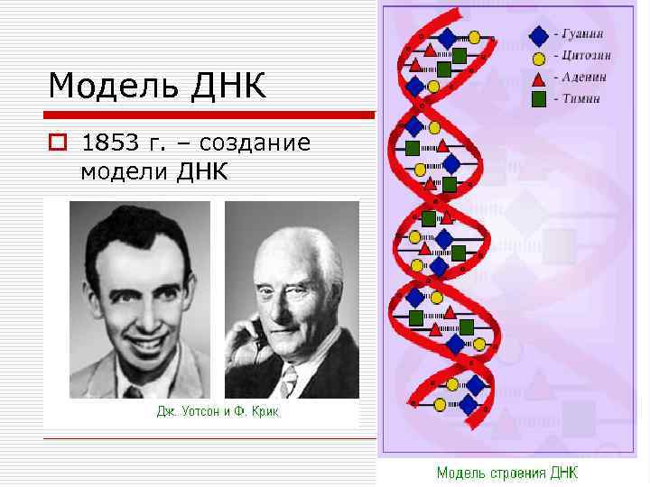 Модель ДНК o 1853 г. – создание модели ДНК 