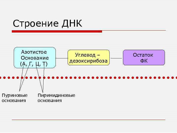 Строение ДНК Азотистое Основание (А, Г, Ц, Т) Пуриновые основания Углевод – дезоксирибоза Пиримидиновые