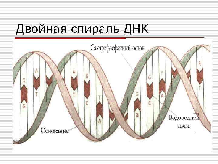 Двойная спираль ДНК 