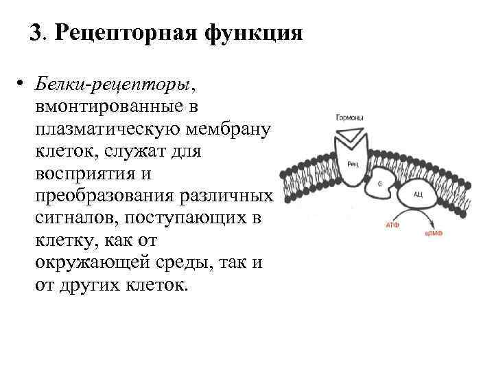 Белки мембраны функции