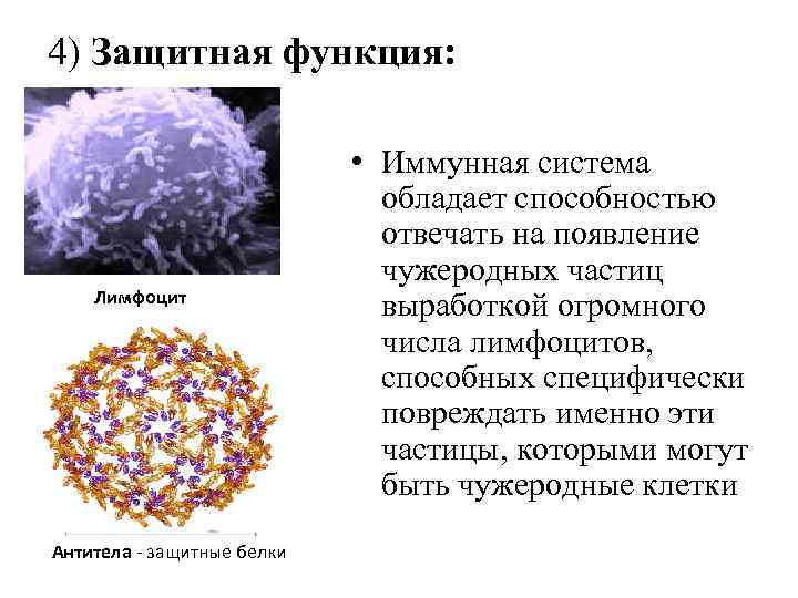 Защитная функция белков. Защитная (иммунная) функция белков. Защитную функцию выполняют белки. Защитная функция белков антитела.