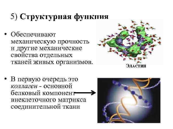 5) Структурная функция • Обеспечивают механическую прочность и другие механические свойства отдельных тканей живых