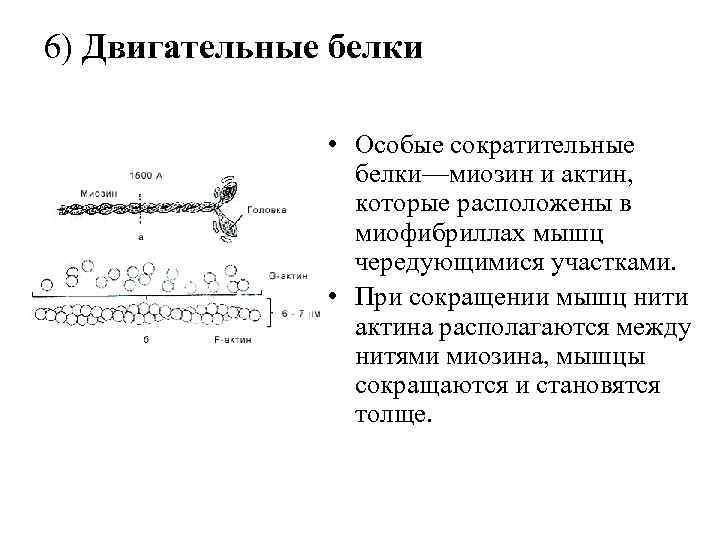 Сократительные белки