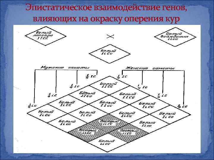 Эпистатическое взаимодействие генов, влияющих на окраску оперения кур 