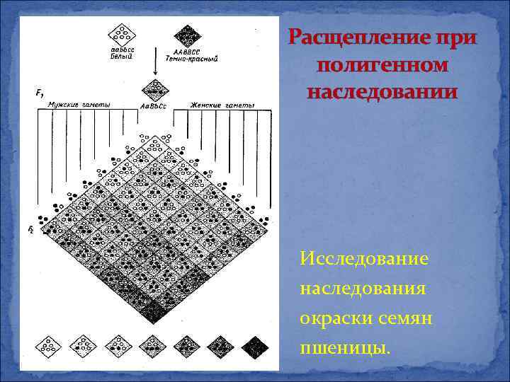 Расщепление при полигенном наследовании Исследование наследования окраски семян пшеницы. 
