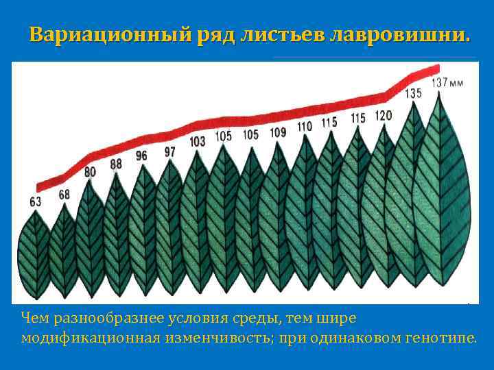 Вариационный ряд листьев лавровишни. Чем разнообразнее условия среды, тем шире модификационная изменчивость; при одинаковом