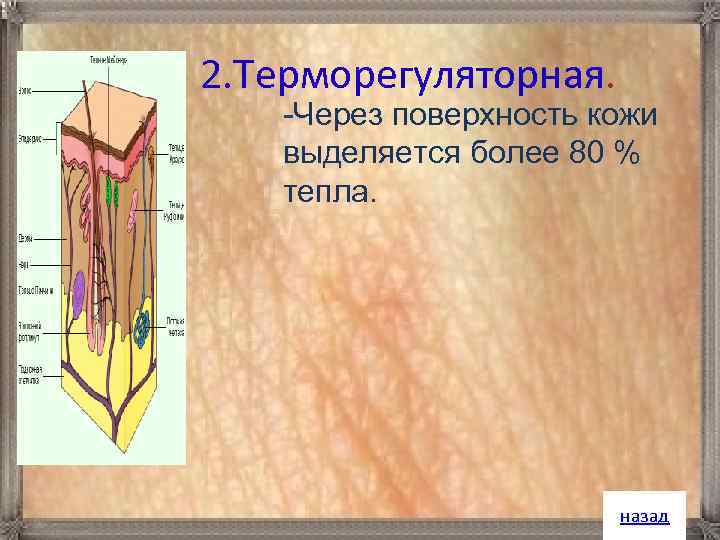 2. Терморегуляторная. -Через поверхность кожи выделяется более 80 % тепла. назад 