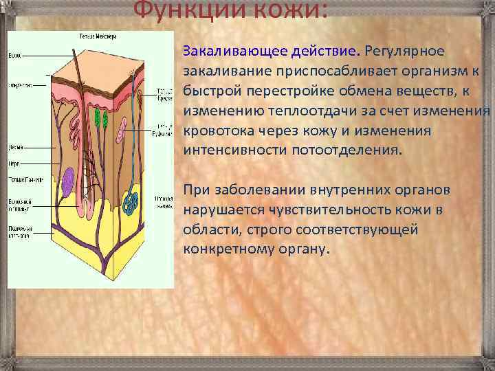 Функции кожицы